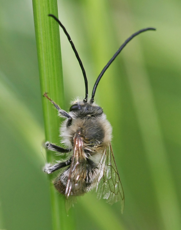 Maschio di Eucera cf. oraniensis (Apidae)